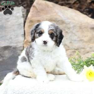 Clover, Cavapoo Puppy